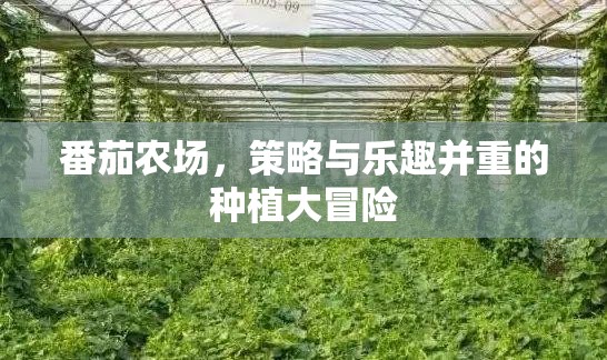 番茄農(nóng)場，策略與樂趣交織的種植大冒險