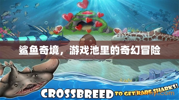 鯊魚奇境，游戲池中的奇幻冒險之旅