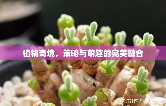 植物奇境，策略與萌趣的雙重盛宴