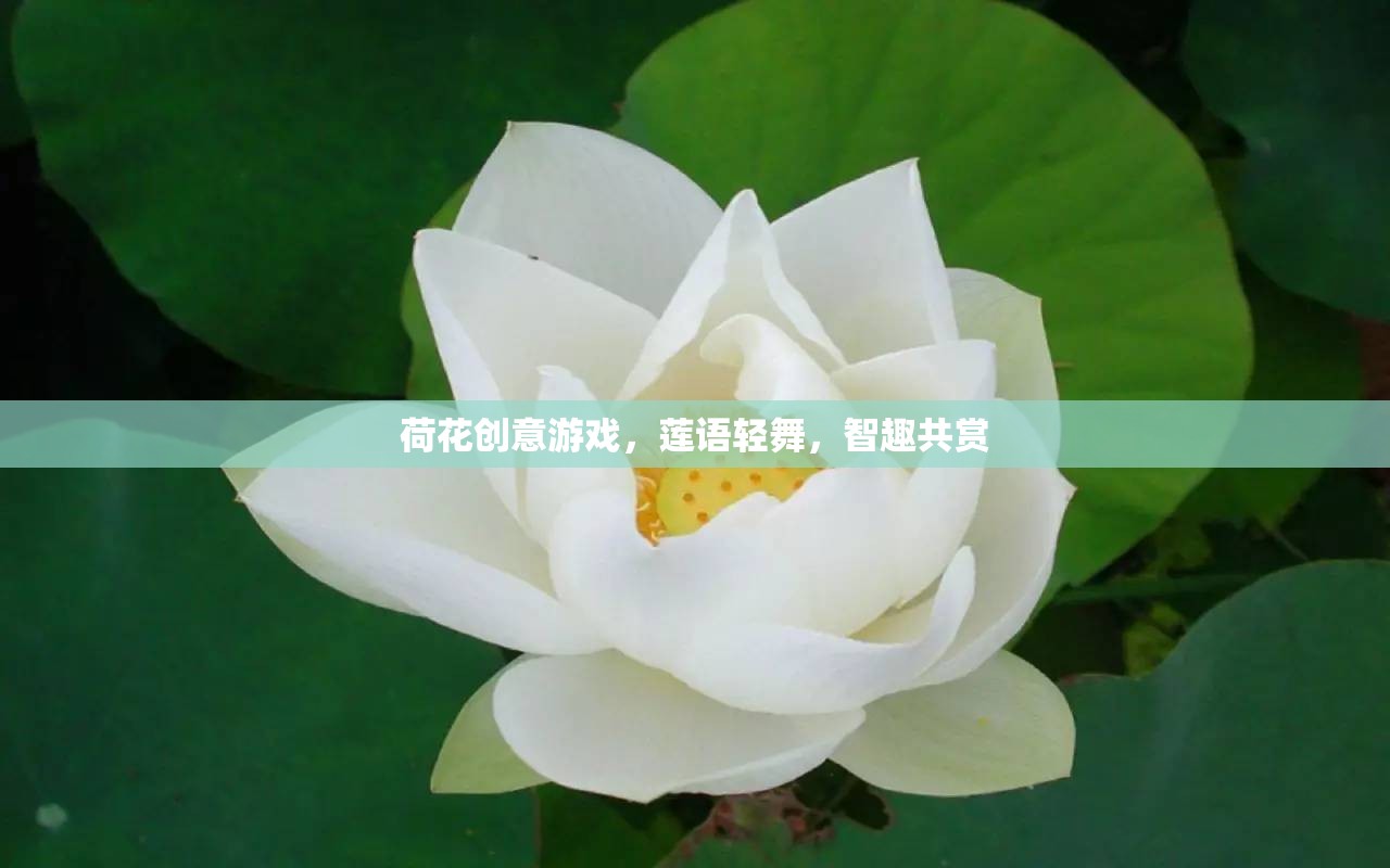 蓮語輕舞，荷花創(chuàng)意游戲，智趣共賞的夏日盛宴