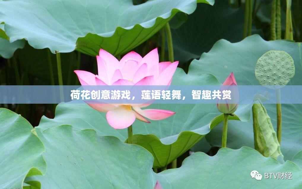 蓮語輕舞，荷花創(chuàng)意游戲，智趣共賞的夏日盛宴