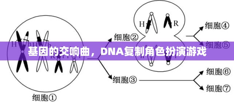 DNA復(fù)制，基因的交響曲角色扮演游戲