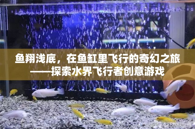 水界飛行者，魚翔淺底的奇幻之旅