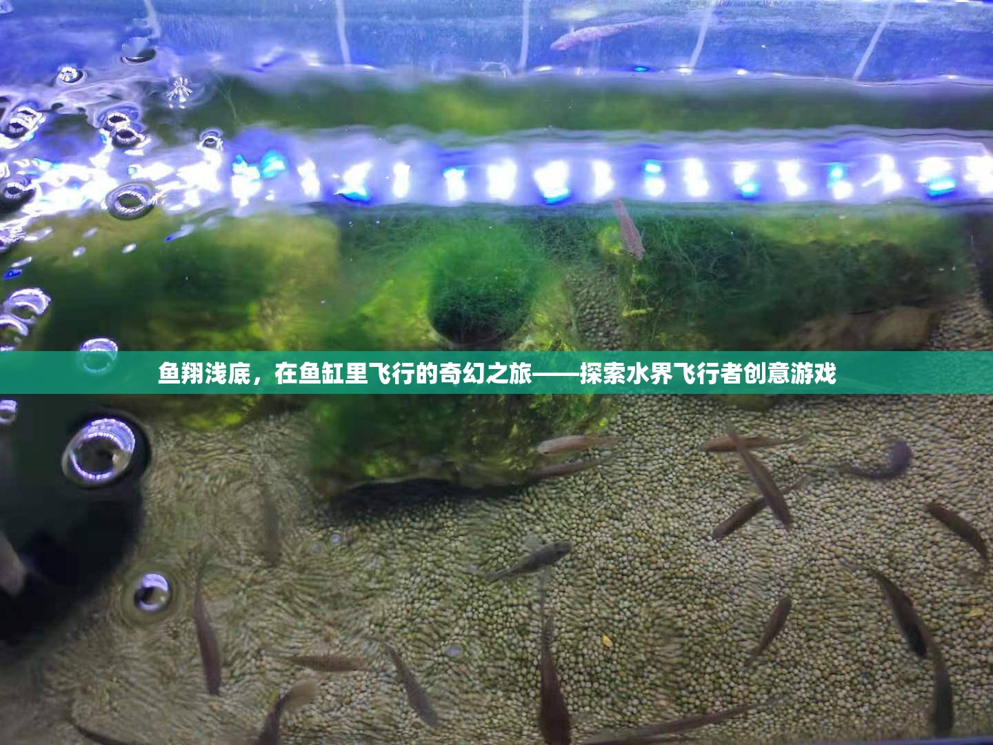 水界飛行者，魚翔淺底的奇幻之旅