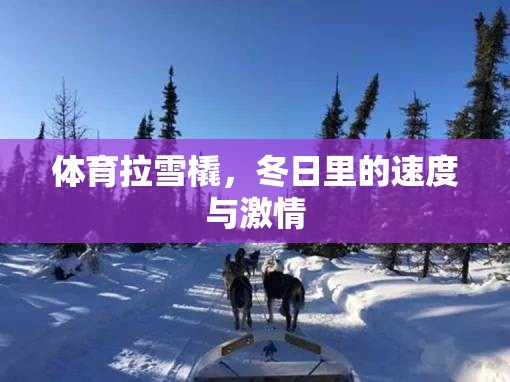 冬日速度與激情，體育拉雪橇的魅力