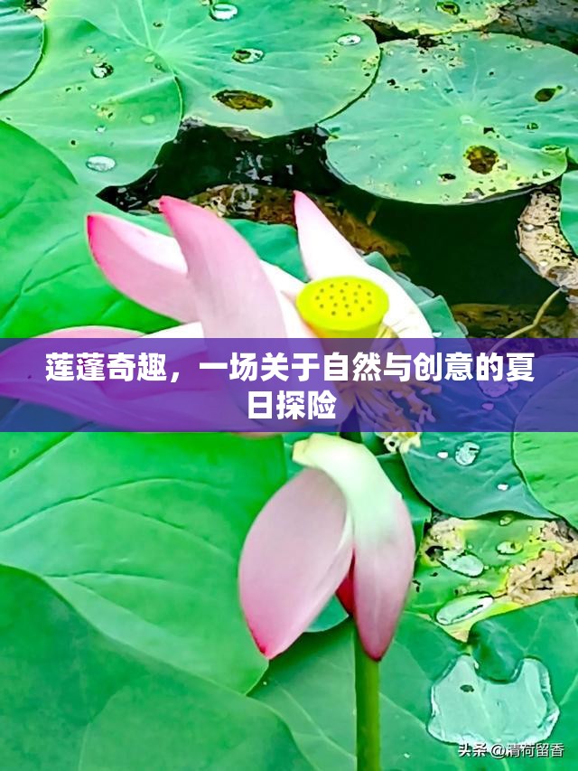 蓮蓬奇趣，自然與創(chuàng)意的夏日探險