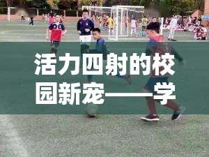 校園新寵，學(xué)生體育課雙人游戲智勇接力