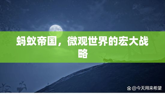 螞蟻帝國(guó)，微觀世界的宏大戰(zhàn)略