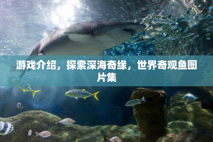 游戲介紹，探索深海奇緣，世界奇觀魚圖片集