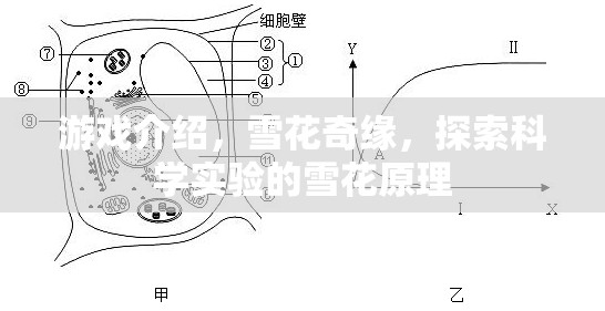 探索雪花之美，揭秘雪花奇緣中的科學(xué)實(shí)驗(yàn)