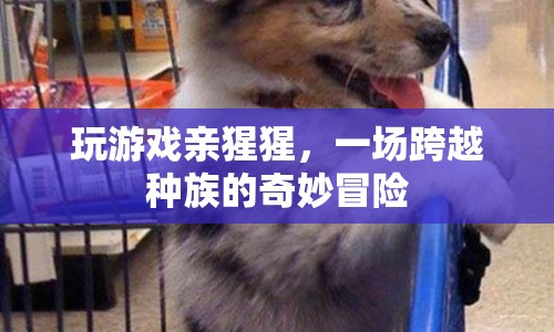 玩游戲親猩猩，一場(chǎng)跨越種族的奇妙冒險(xiǎn)