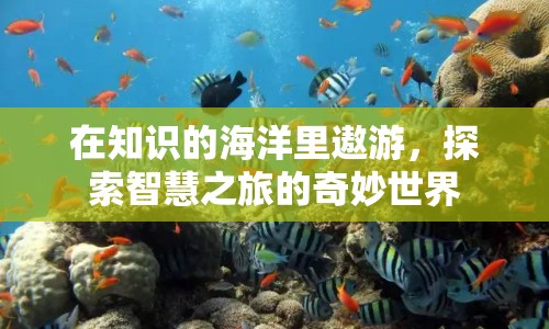 探索智慧之旅，在知識(shí)的海洋中遨游