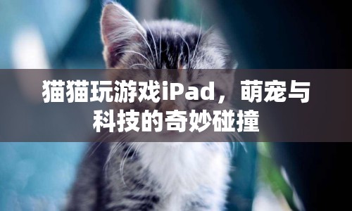 萌寵與科技的奇妙碰撞，貓咪玩轉(zhuǎn)iPad