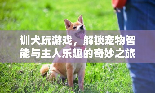 解鎖寵物智能與主人樂趣，訓犬玩游戲的奇妙之旅