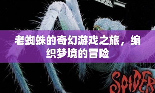 老蜘蛛編織夢境的奇幻冒險之旅